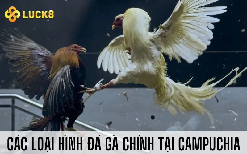 Các loại hình đá gà chính tại Campuchia
