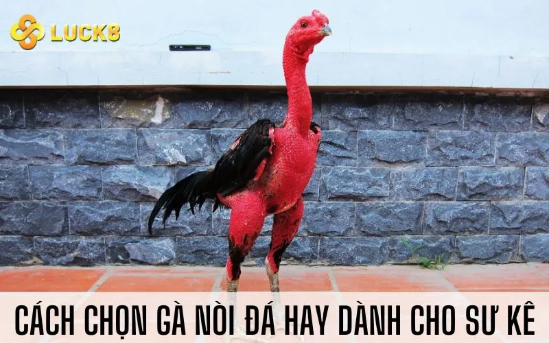 Cách chọn gà nòi đá hay dành cho sư kê