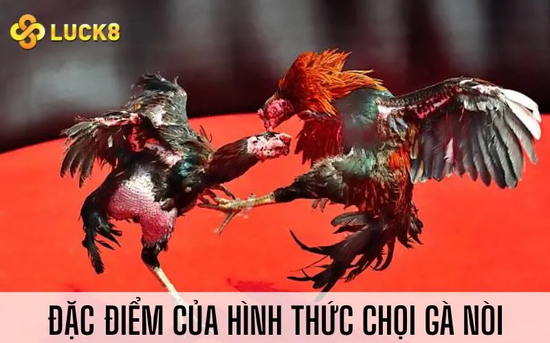 Đặc điểm của hình thức chọi gà nòi