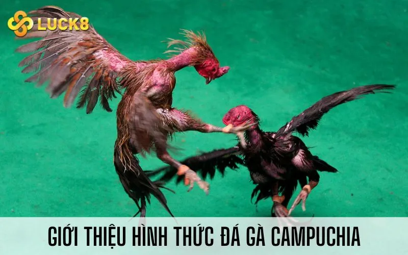 Giới thiệu hình thức đá gà Campuchia