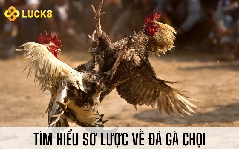 Tìm hiểu sơ lược về đá gà chọi