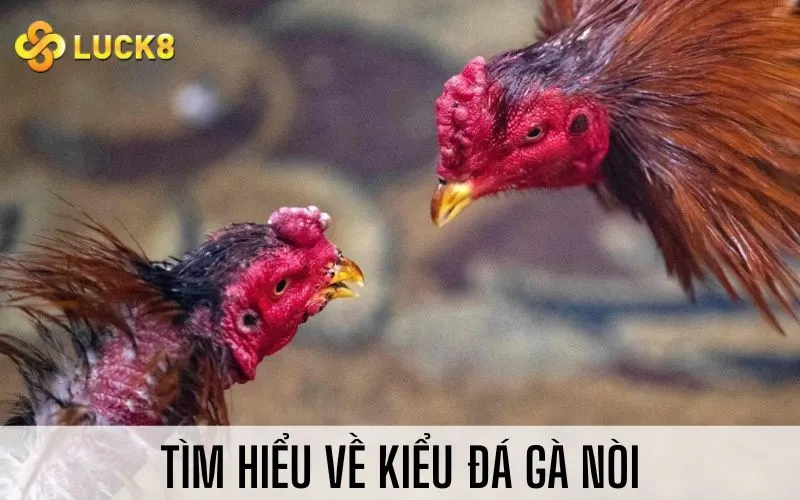 Tìm hiểu về kiểu đá gà nòi